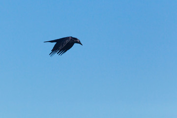 Crow