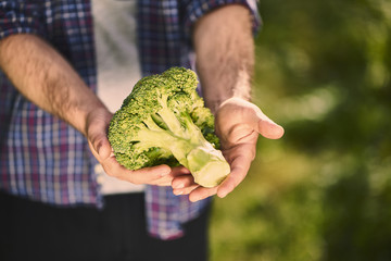 Naklejka na ściany i meble Organic vegetables. Farmers hands with freshly harvested vegetables. Broccoli
