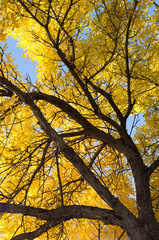 Fall American Elm Tree with golden leaves and a blue sky behind. Its trunk with thick bark is shown in the lower right corner.