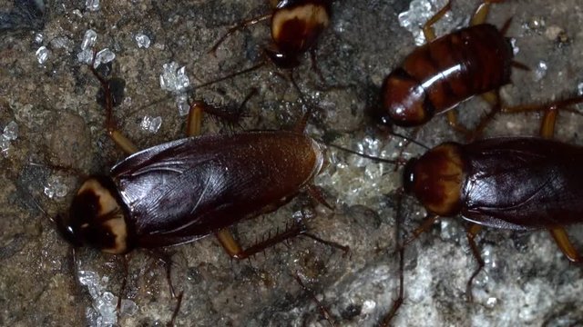 Macro video many American cockroaches eating for food in the sewer.