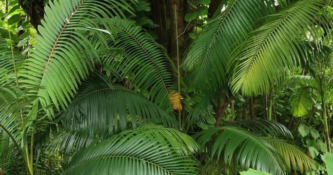 Tropical rain forest green plants Hilo Hawaii. Big Island rain forest environment and landscape. River and stream with waterfalls. Beautiful green landscape and nature. Economy is tourism based.