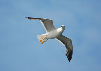 Möwe im Anflug
