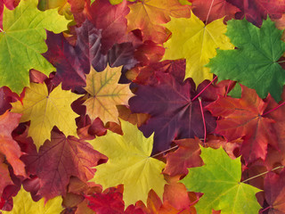 Naklejka na ściany i meble Multicolored maple leaves background