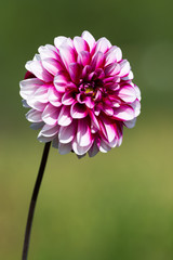 Dahlia flower background © bogdanvija