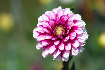 Dahlia flower background