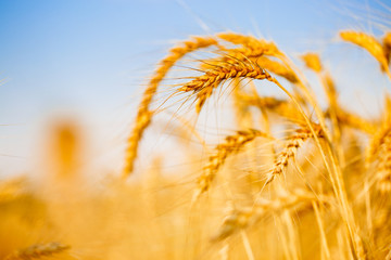 Picture of spikelets, wheat field