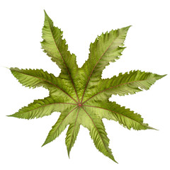 Leaf of ricinus communis close-up. isolated on white background
