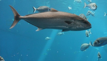Fototapeta premium tuna bluefin fish swimming underwater known as bluefin tuna, Atlantic bluefin tuna (Thunnus thynnus) , northern bluefin tuna, giant bluefin or tunny