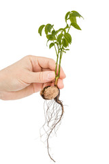 Female hand holds  seedling of a walnut, isolated on white background