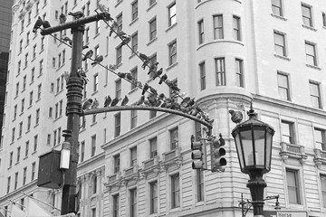 Pigeons on street light in Manhattan with building background, New York City