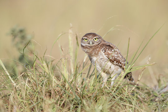 Burrowing owl looking curious at Boca Raton Airport in Florida