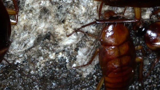 Macro video female american cockroaches eating for food in the sewer.