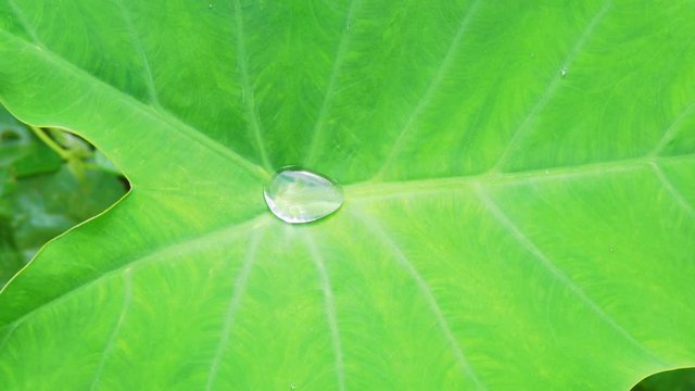 Close-up, Water drop on the lotus leaf