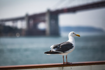 Seagull by Golden Gate Bridge in San Francisco on a hazy summer day with no clouds