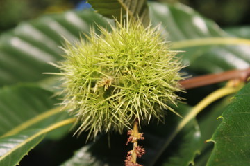 horse chestnut husk seed growing on tree