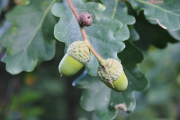 acorn tree seed husk oak growing in autumn season