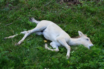 Fototapeta premium Wild Asian Horse