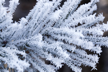 Pine forest, close-up