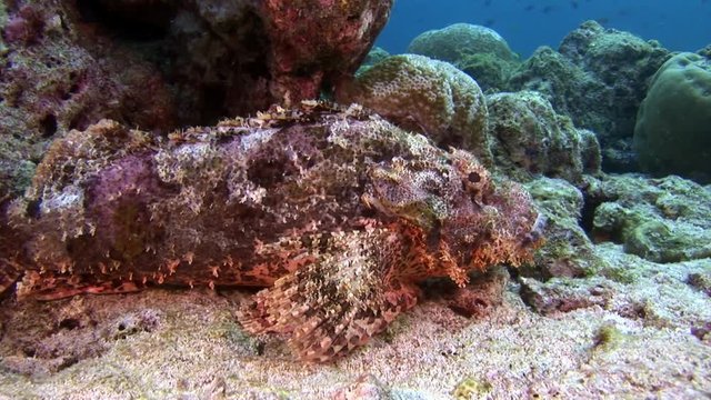 Stone fish masks underwater on seabed in Maldives. Unique amazing video footage. Abyssal relax diving. Natural aquarium of sea and ocean. Beautiful animals.