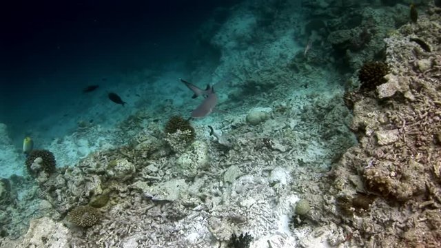 Sharks underwater on background of school fish in seabed. Unique amazing video footage. Abyssal relax diving. Natural aquarium of sea and ocean. Beautiful animals.