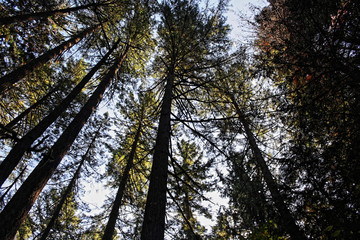 Looking up at the Douglas fir