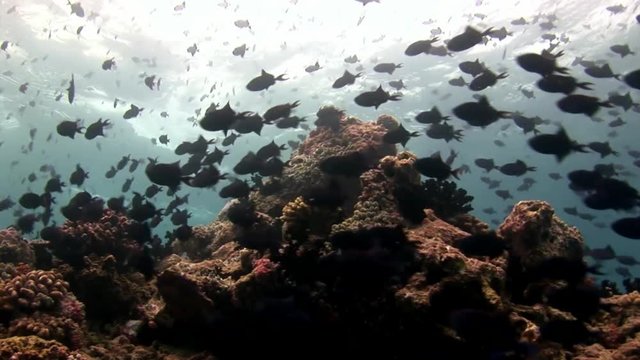 School of fish underwater on background of reflection sun seabed in Maldives. Unique amazing video footage. Abyssal relax diving. Natural aquarium of sea and ocean. Beautiful animals.