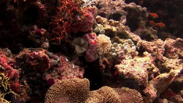 Ascidia underwater on background of seabed in Maldives. Unique amazing video footage. Abyssal relax diving. Natural aquarium of sea and ocean. Beautiful animals.
