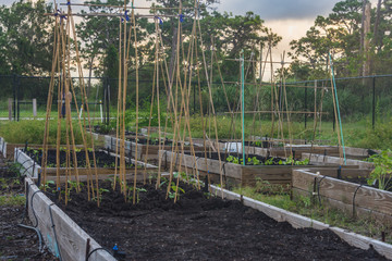 community garden