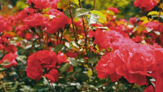 Pink roses in the Park, flower garden, tender roses growing in the garden, flowers with dew on petals, landscaping, shrub rose, nature, rural, beautiful.
