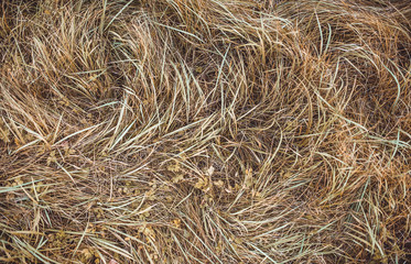 Autumn wild grass, top view. Цheatgrass.