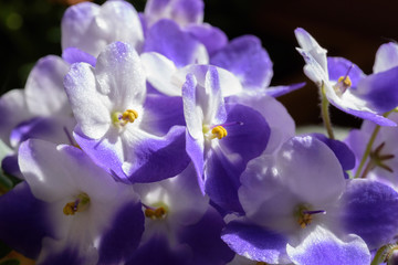 Fototapeta na wymiar Closeup of sparkling petals on African violet plant