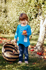 Closeup portrait of cute adorable little red-haired Caucasian girl child with blue eyes picking apples in garden on farm outside. Happy childhood  concept