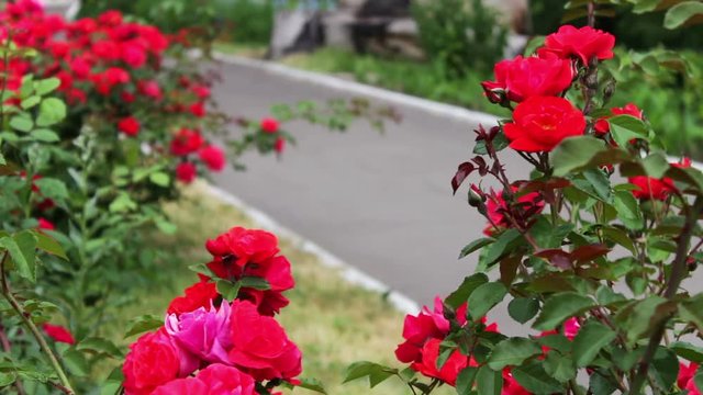 Bushes of beautiful flowering roses in summer park