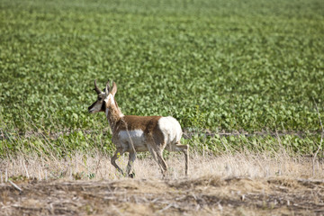 Antelope in Field