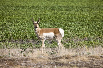 Naklejka na ściany i meble Antelope in Field