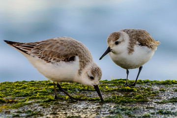 A pair of sanderlings search for food along the San Diego, California coast