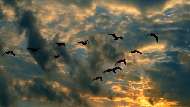 Silhouetted Geese Flying in against the wind in dramatic sunrise sky.
