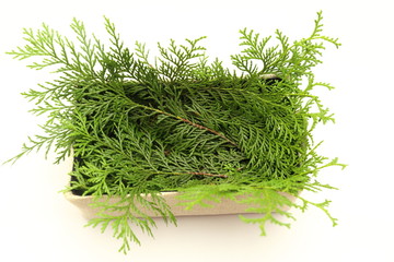 食品の下敷き用のヒノキの葉