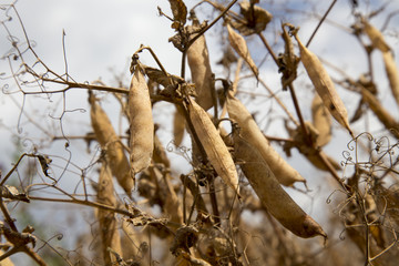 Pea Crop Harvest