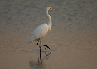 Great egret standing in a North California marsh