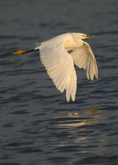 Snowy egret flying in a North California marsh in the warm sunset light