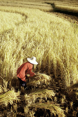 Woman Harvesting Rice By Hand