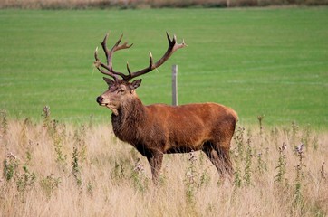 deer stag in Bushy Park red deer