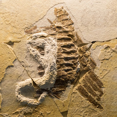 prehistoric fossils of creatures © nikolas