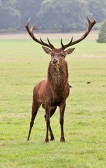 deer stag in Bushy Park red deer stock, photo, photograph, image, picture