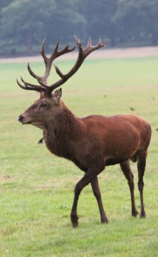 deer stag in Bushy Park red deer