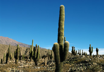 Cactus se dressant vers le ciel