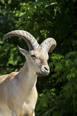 King of the Rocky Mountains of the Caucasus, East Asian Tur