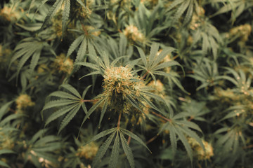 Overhead top down view of indoor medical marijuana flower, complete with white and amber-orange pistils.