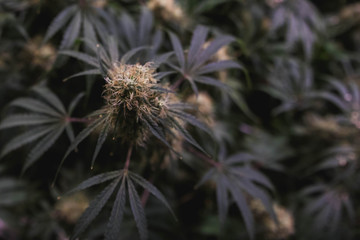 Overhead top down view of indoor medical marijuana flower, complete with white and amber-orange pistils.